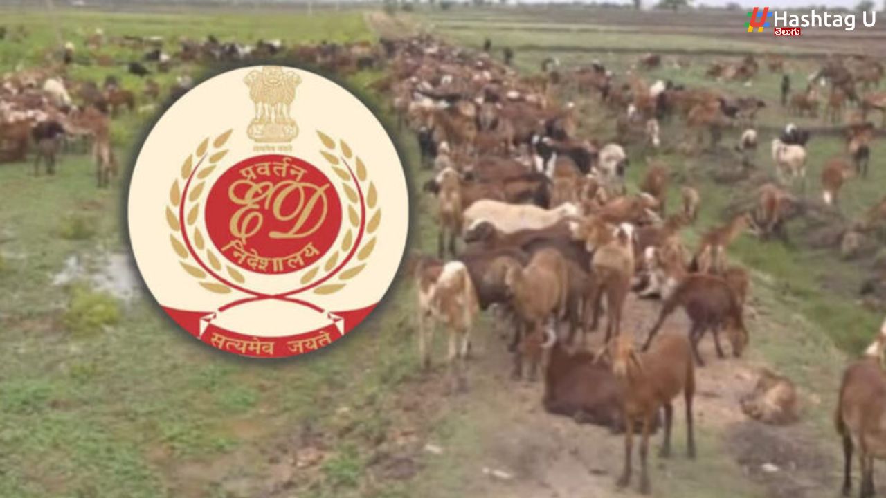 Sheeps Distribution Scam