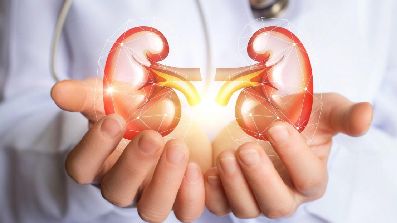 Kidney