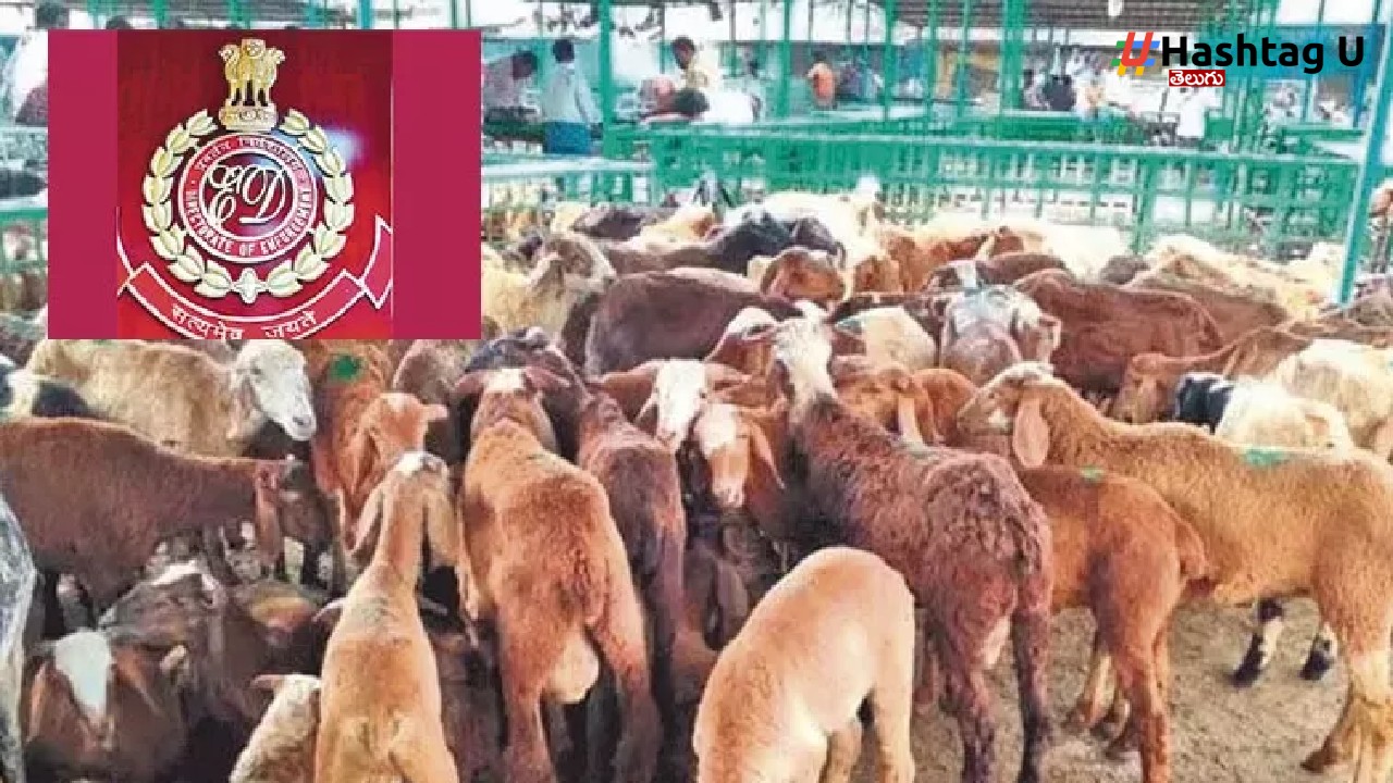 Sheep Scam