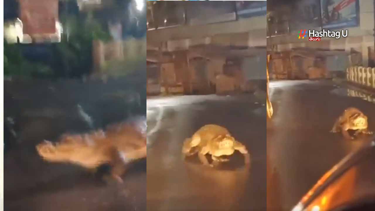 A Crocodile Came On The Roa