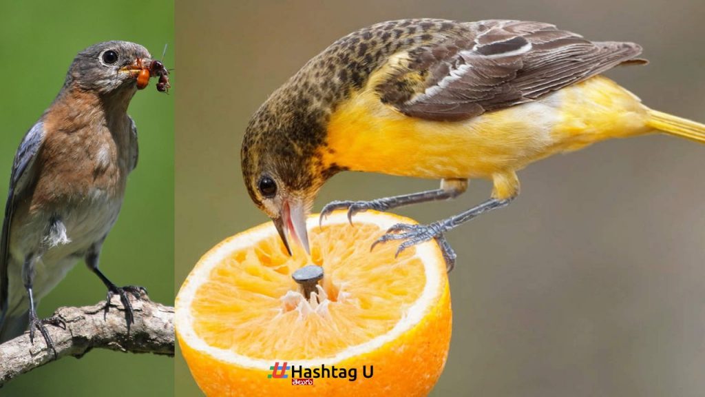 Birds Facts