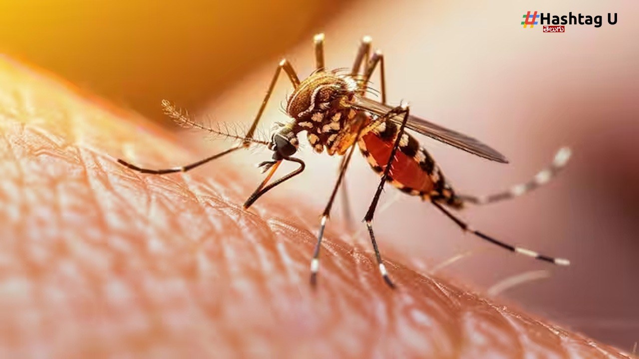 Dengue Infection