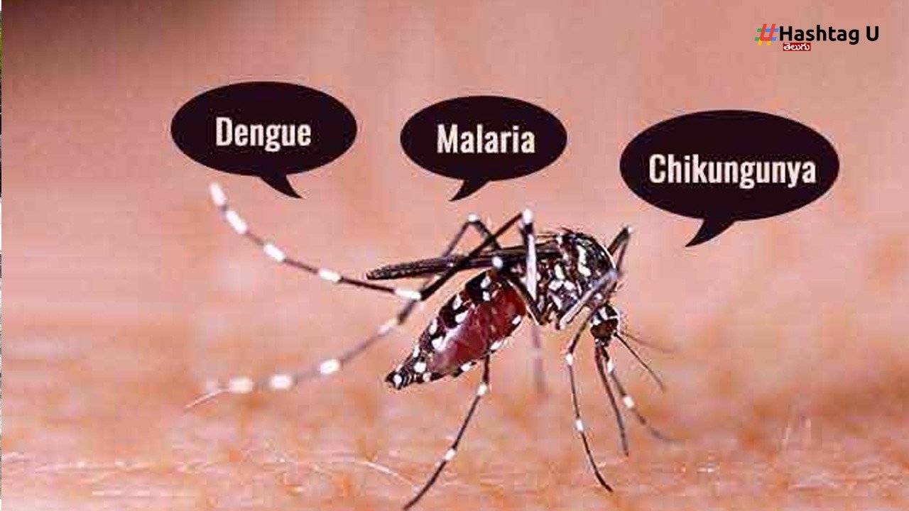 Dengue (2)