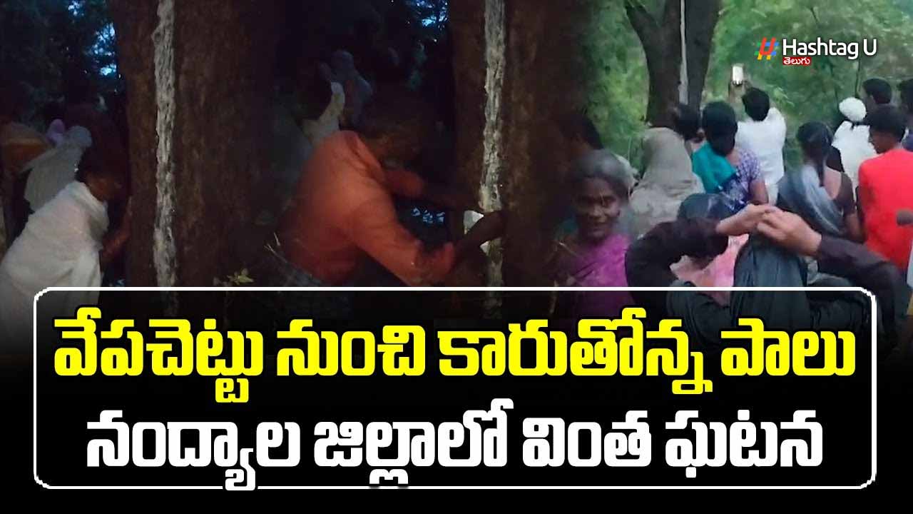 Milk From Neem Tree