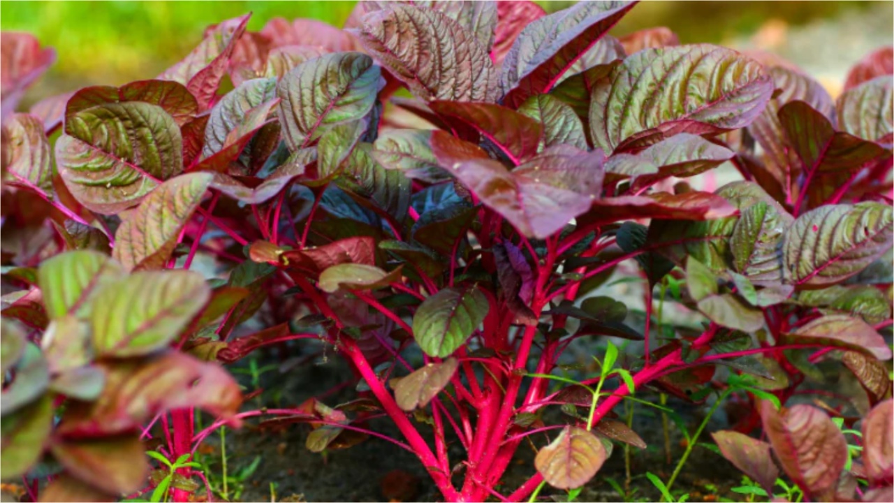 Red Spinach: ఎర్ర తోటకూర వల్ల కలిగే అద్భుతమైన ప్రయోజనాల గురించి మీకు తెలుసా? Mixcollage 12 Jul 2024 04 50 Pm 7903