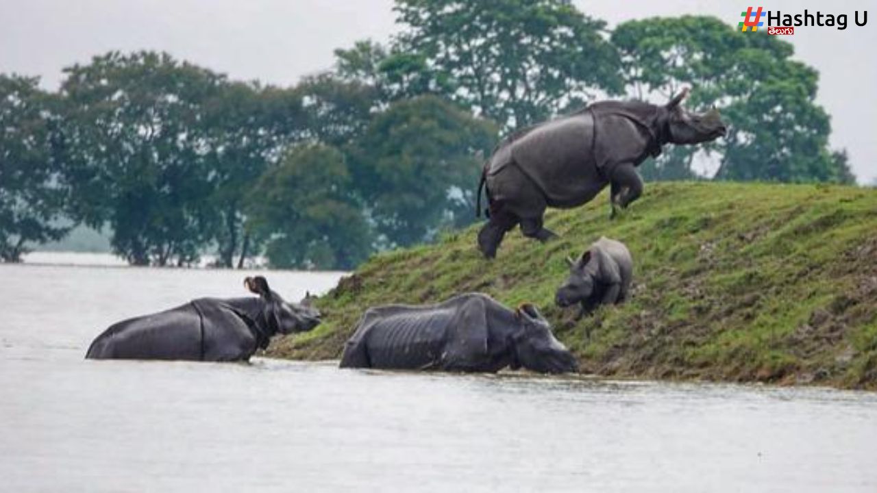 Assam Floods 200 Animals Killed
