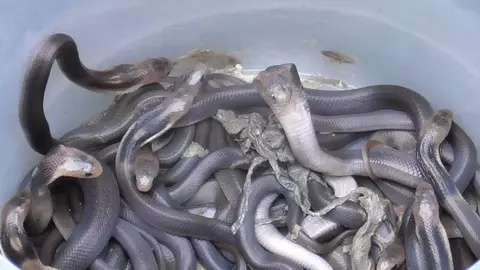 25 Snakes In Water Tank
