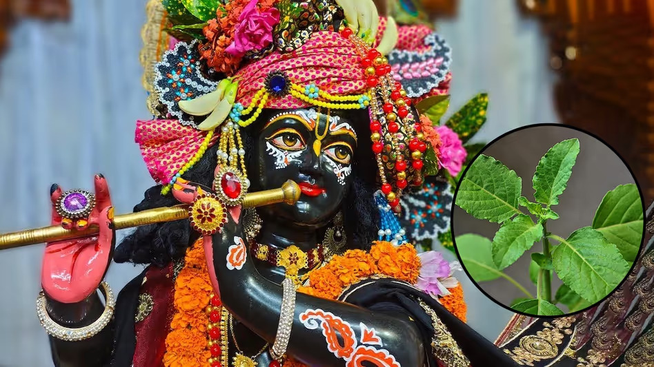 Janmashtami Tulsi Rules