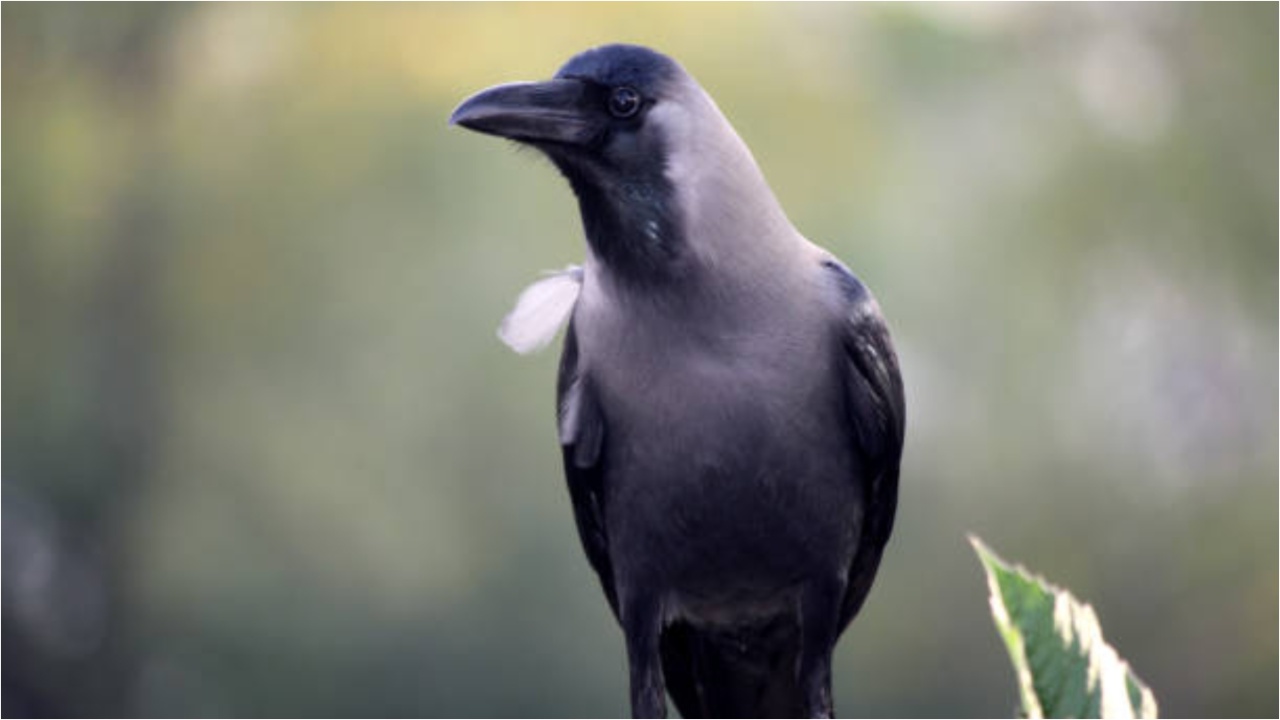 Crow At Home