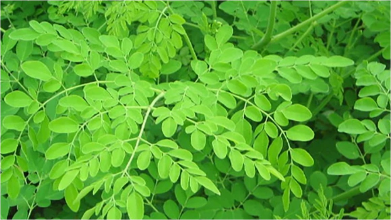 Drumstick Leaves