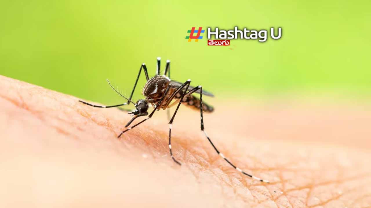 EEE virus outbreak in the America