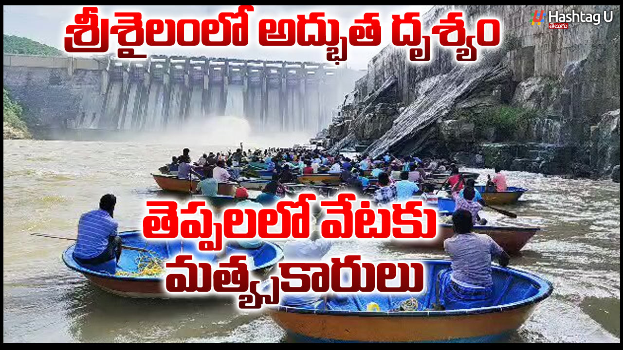 Fish Hunting In Srisailam