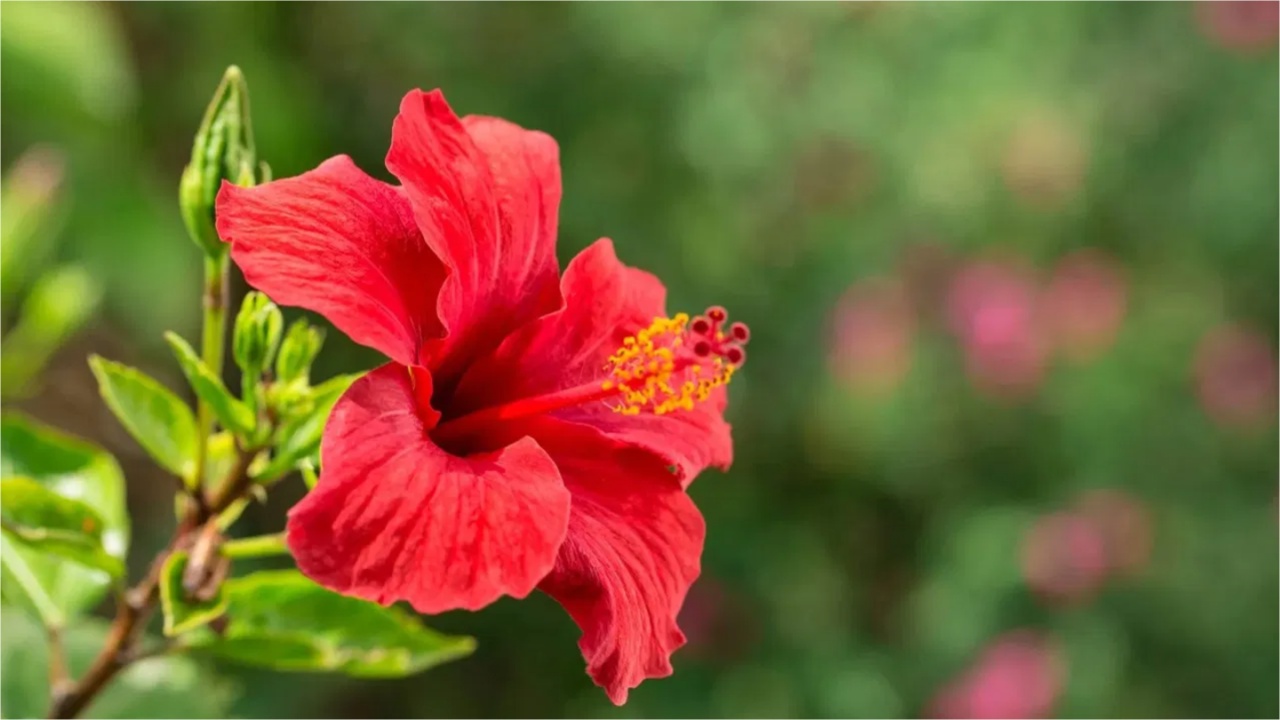 Hibiscus Flower
