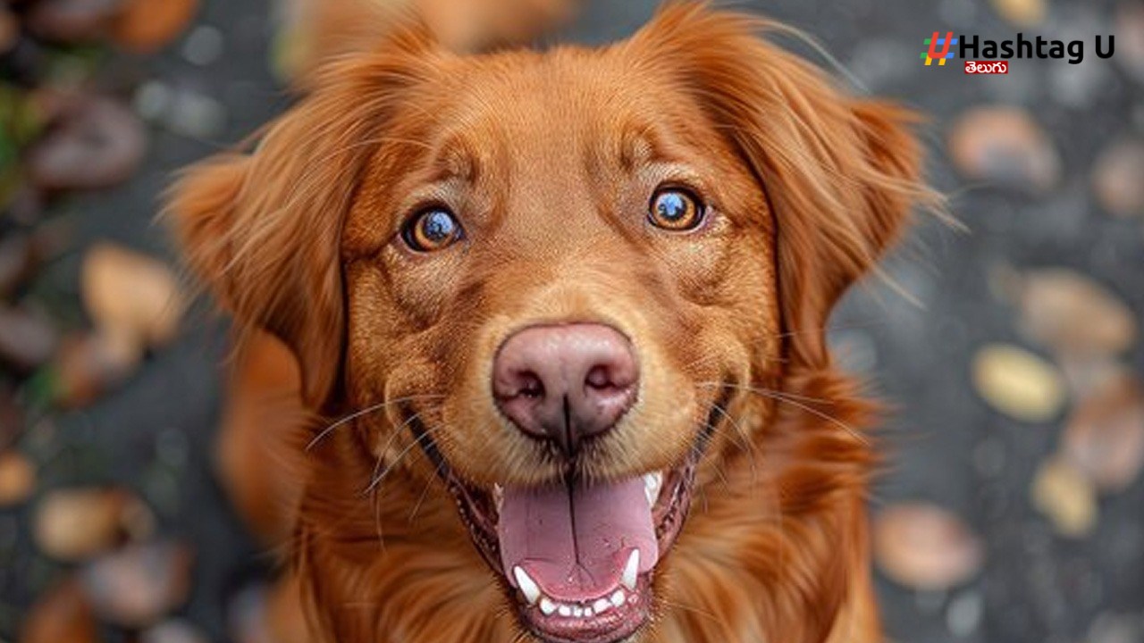 International Dog Day