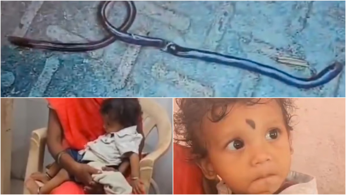 Toddler Bites Snake
