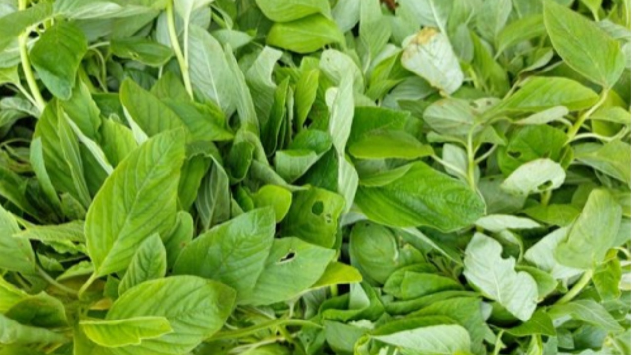 Thotakura