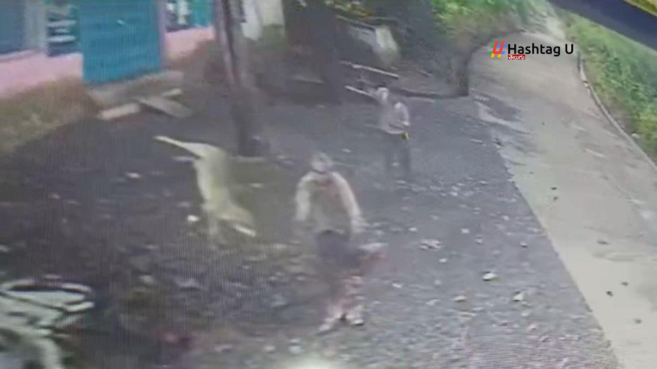 Jackal Attack In Madhya Pradesh