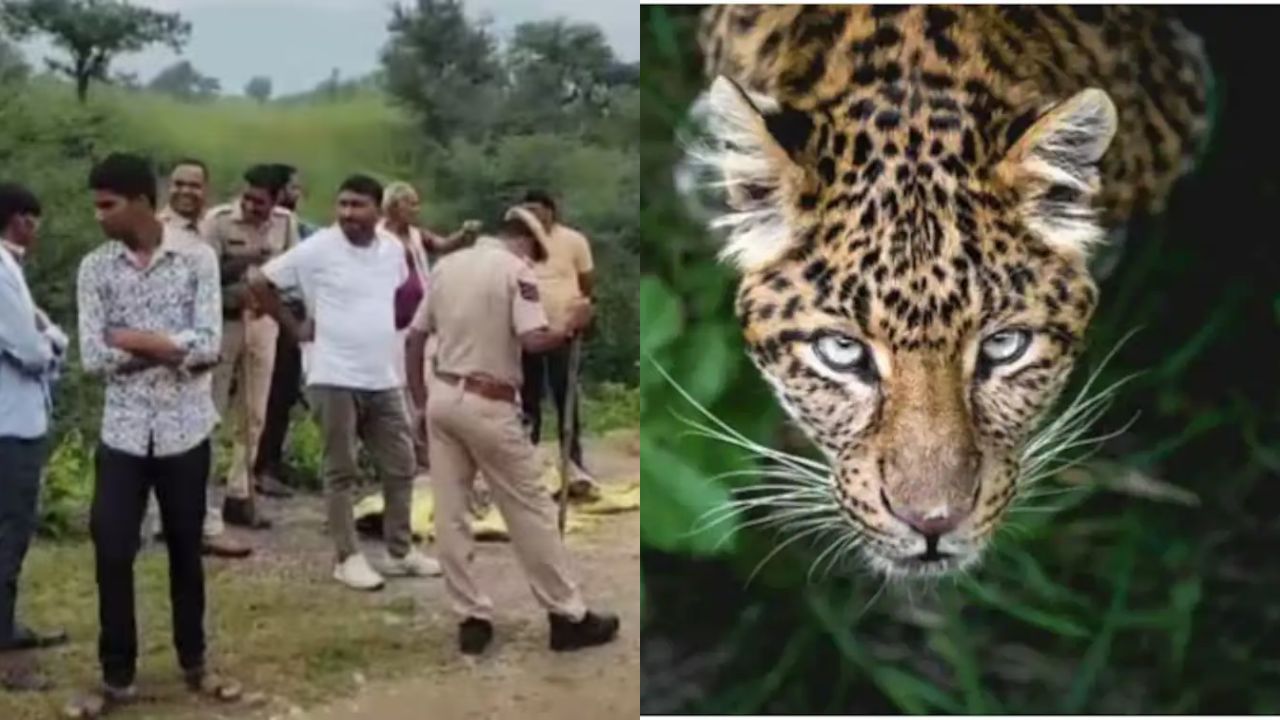 Rajasthan Udaipurs Panther Attack