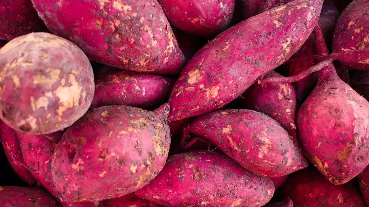 Sweet Potato