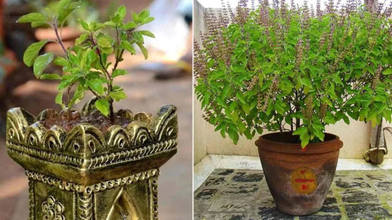 Tulasi Plant