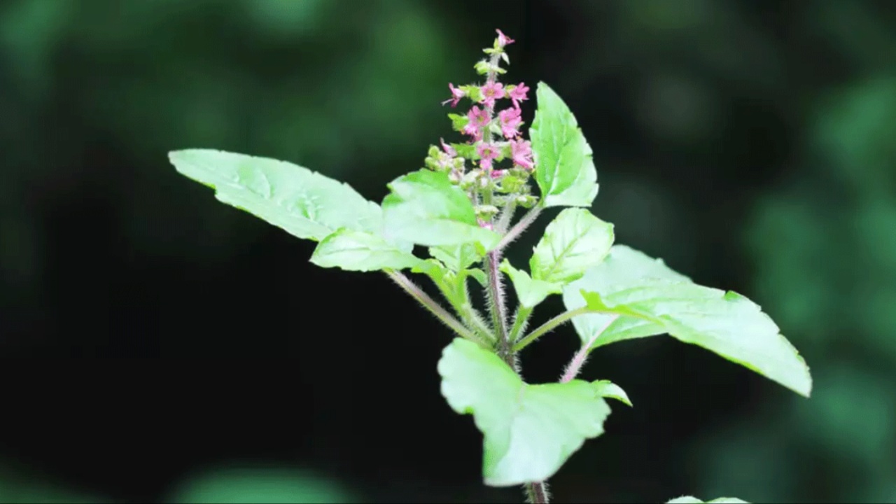 Tulsi Plant