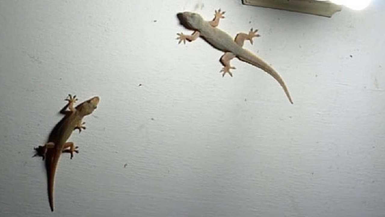 Lizards