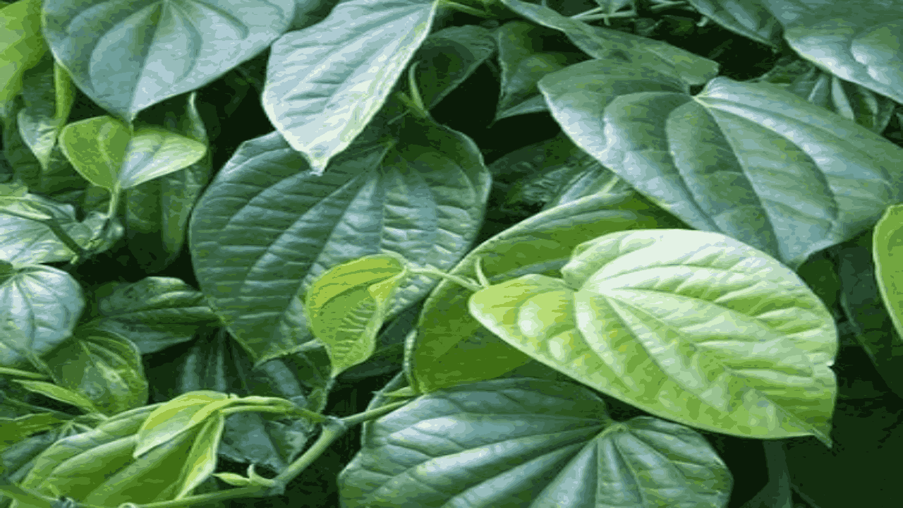 Betel Leaf
