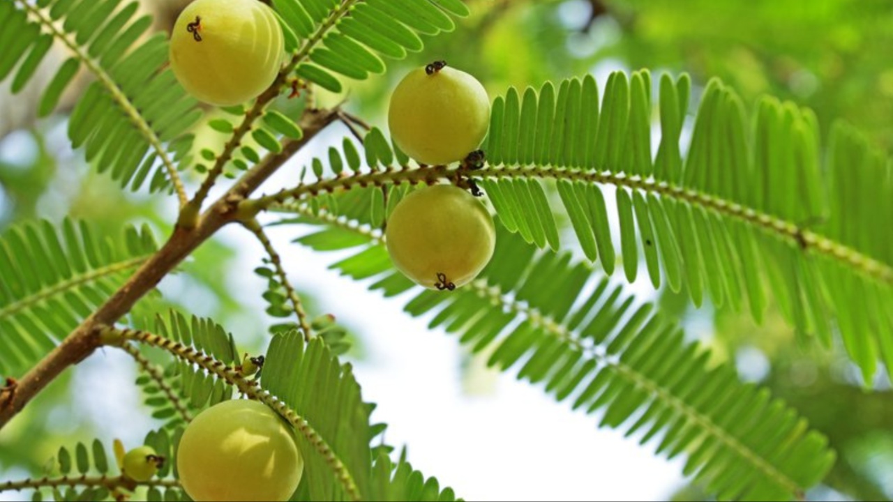 Amla Tree