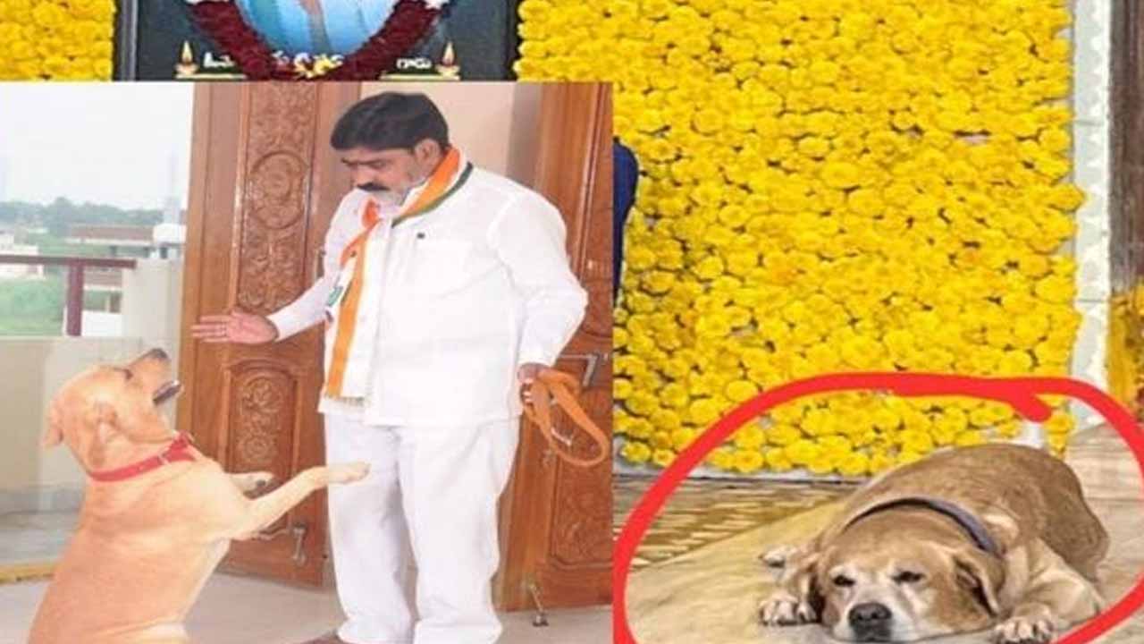 Death Of A Pet Dog