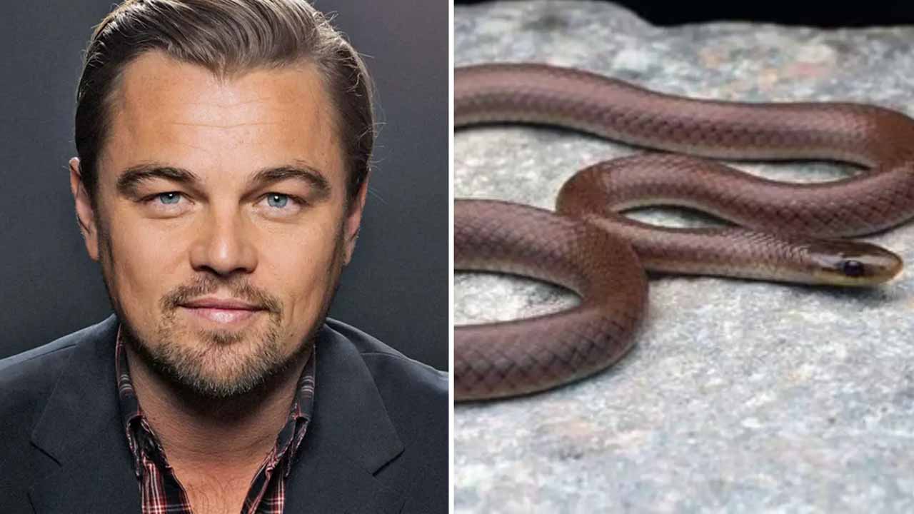 Dicaprio's Himalayan Snake