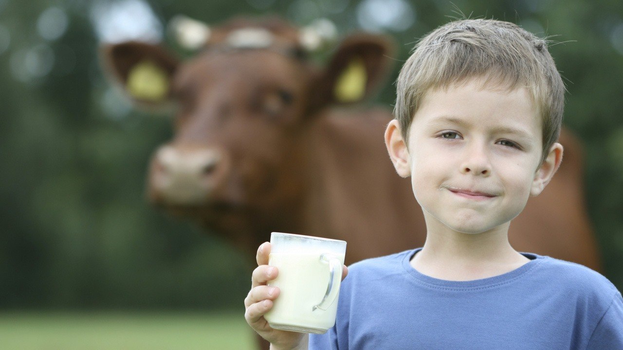 Cow Milk