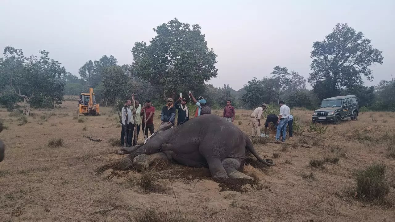 Elephant