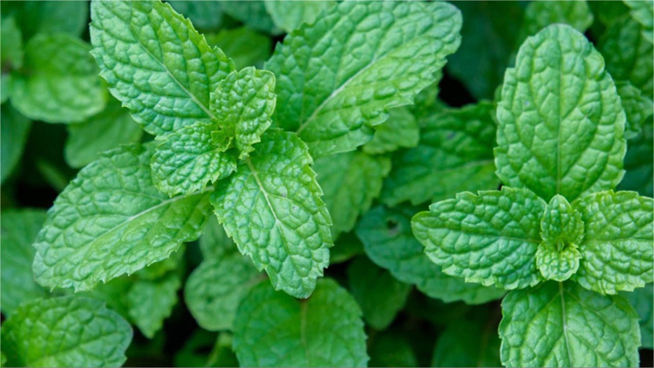 Mint Leaves