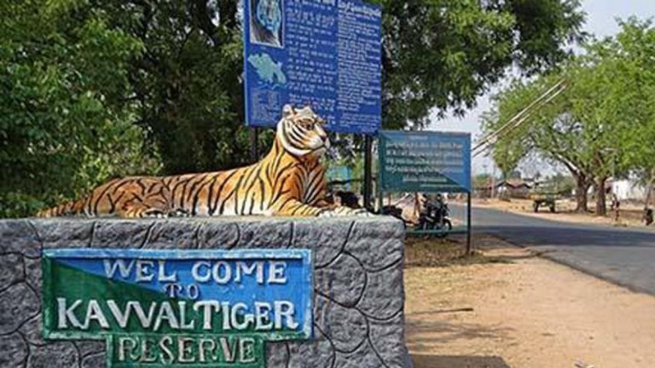 Tiger Wandering In Adilabad Kawal Tiger Reserve