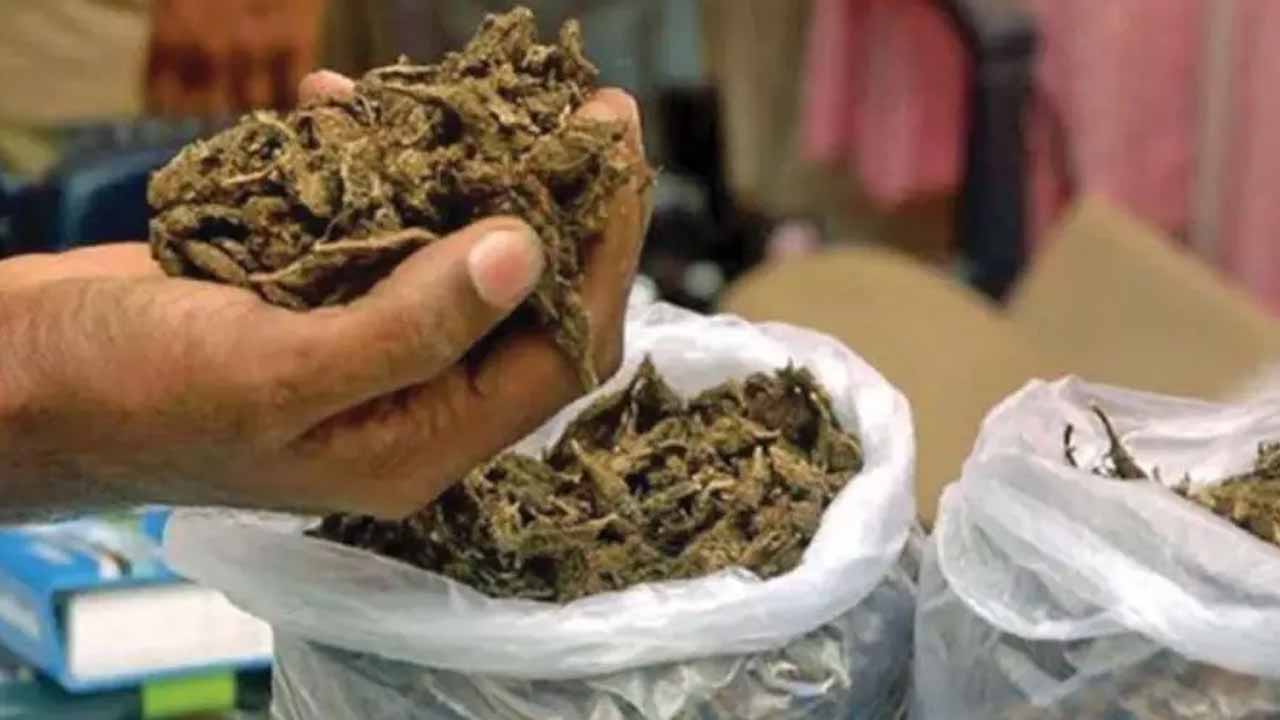 cannabis seized from the house of the constable