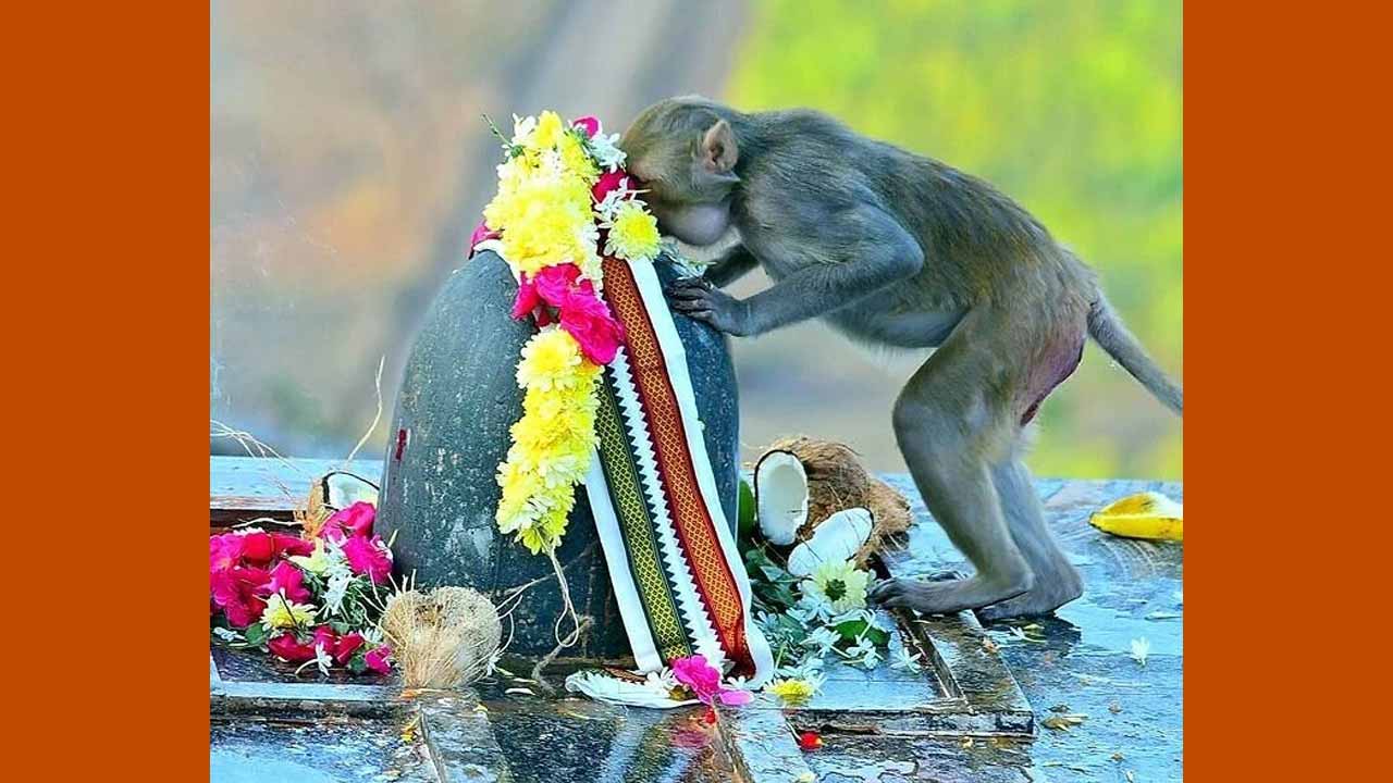 Monkey Who Expressed His De