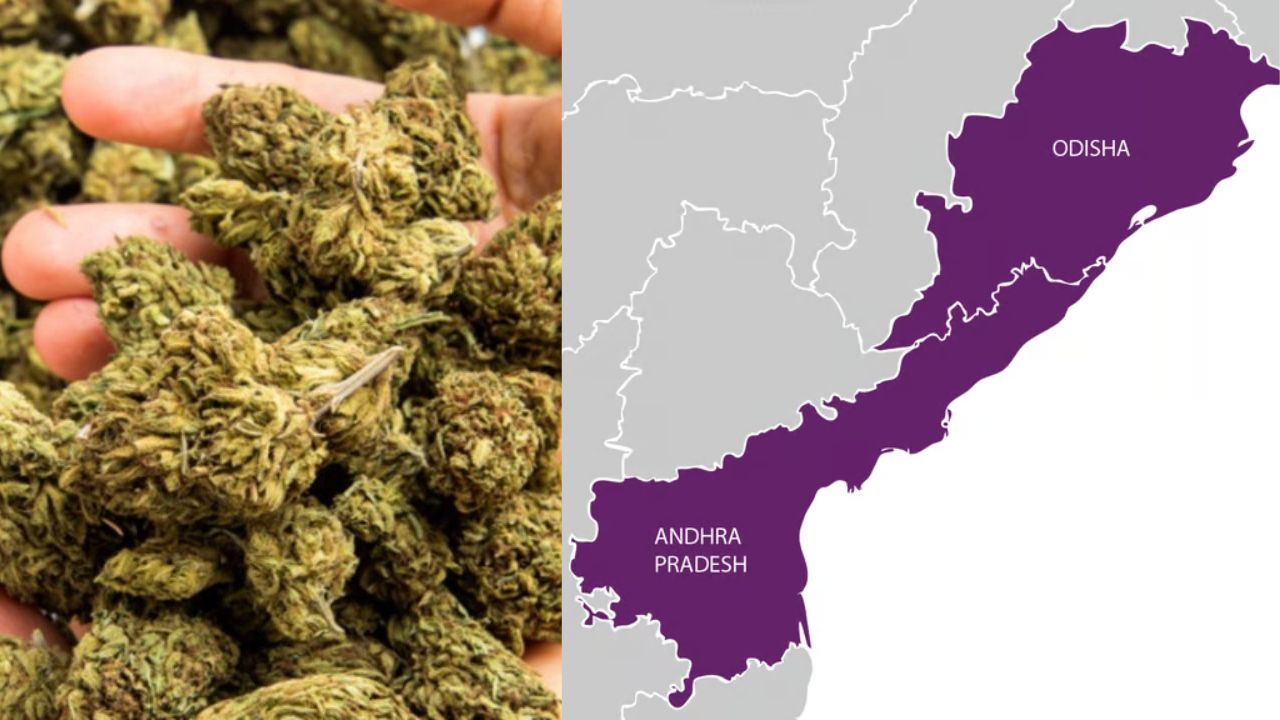 Andhra Odisha Border Cannabis Smuggling In India 2023 24 Report