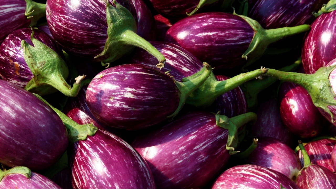 Brinjal