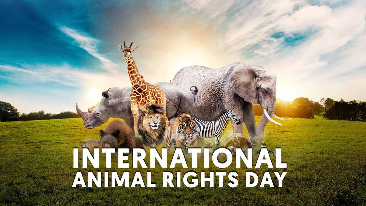 International Animal Rights