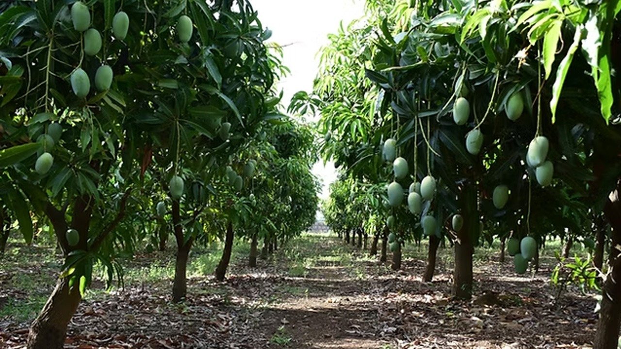 Mango Farmers