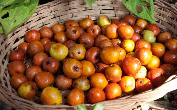 Regi Fruits