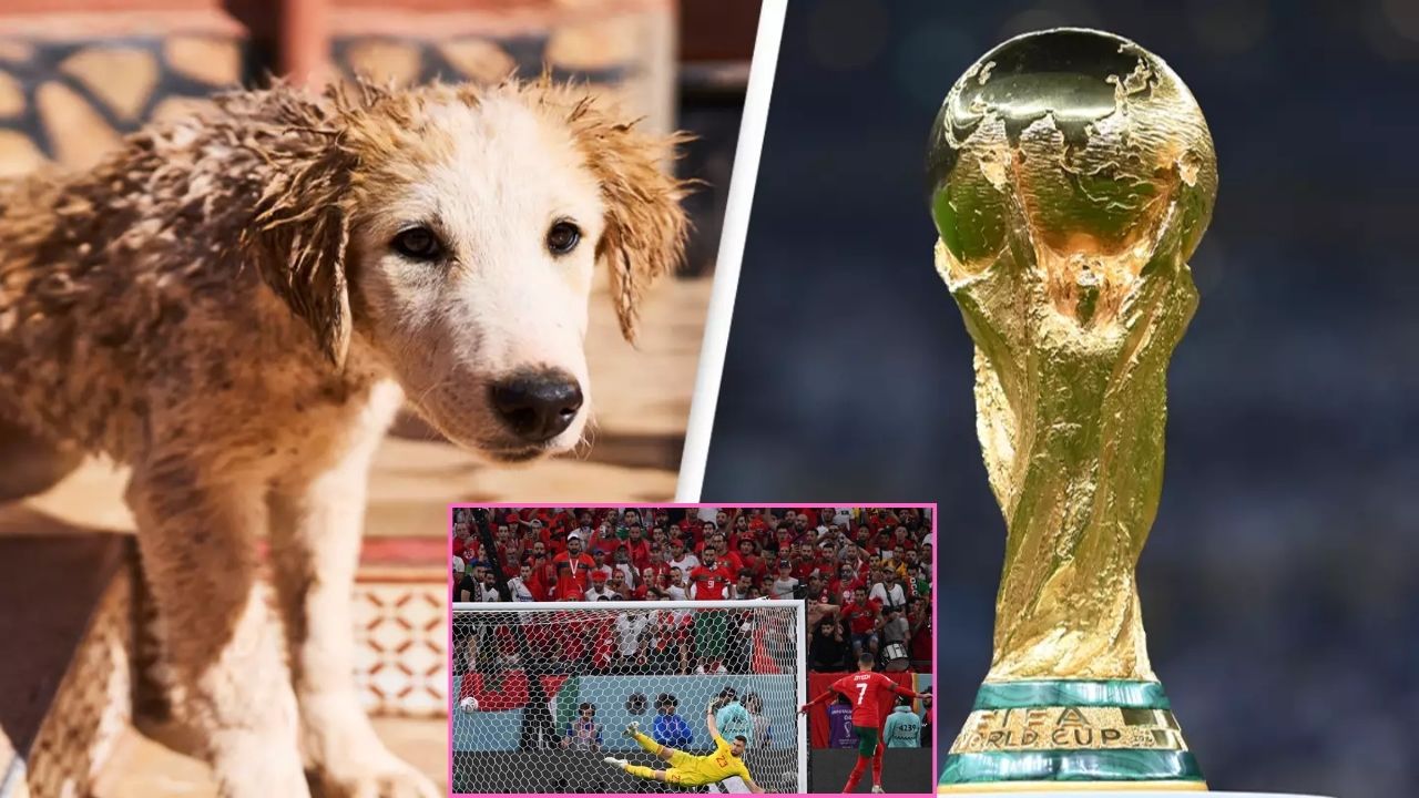30 Lakh Dogs killing Morocco fifa World Cup Dogs vs Fifa World Cup