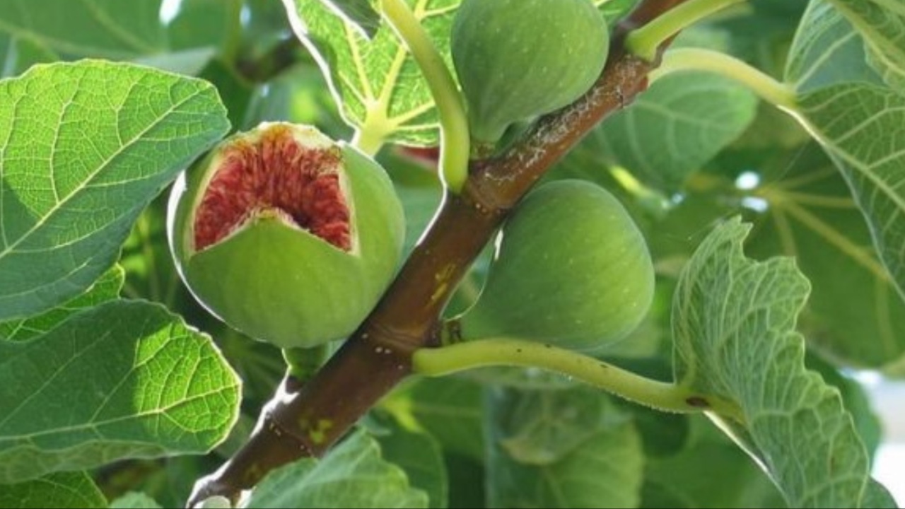 Anjeer Leaf