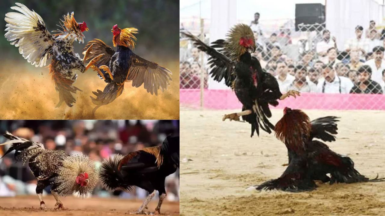Cockfights Race Makar Sankranti 2025 Andhra Pradesh