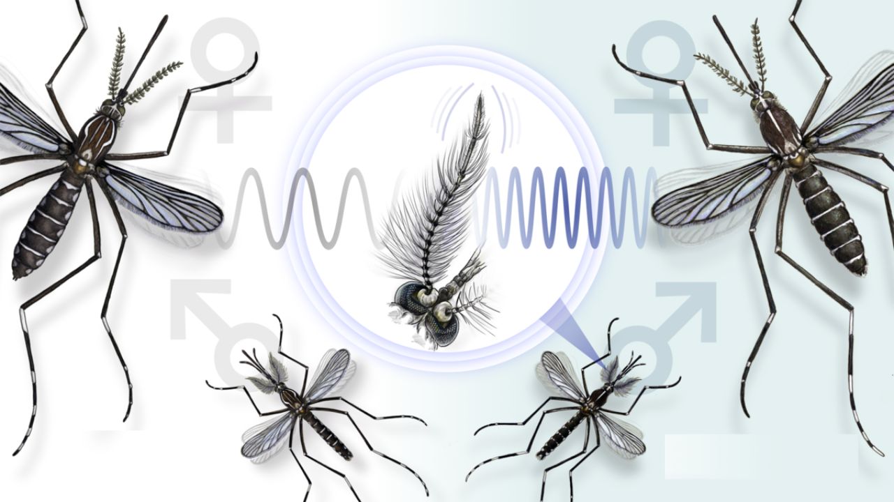 Female Mosquitoes Vs Semen Toxic Semen Male Mosquitoes Mating