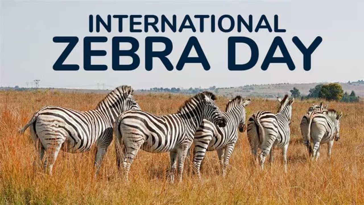 International Zebra Day