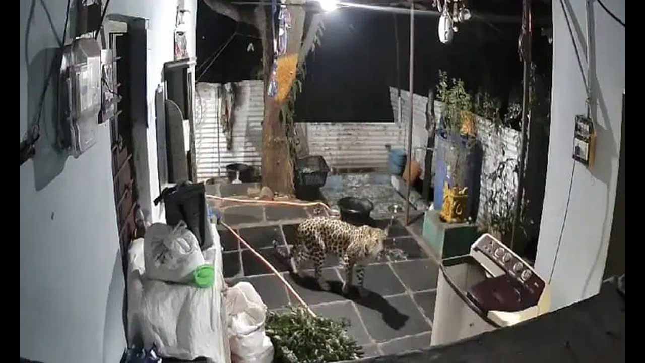 Leopard Sighted Near Srisai
