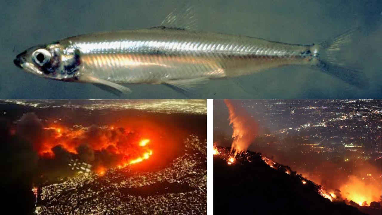 Los Angeles Wildfires Vs Fish Delta Smelt Small Fish Dei