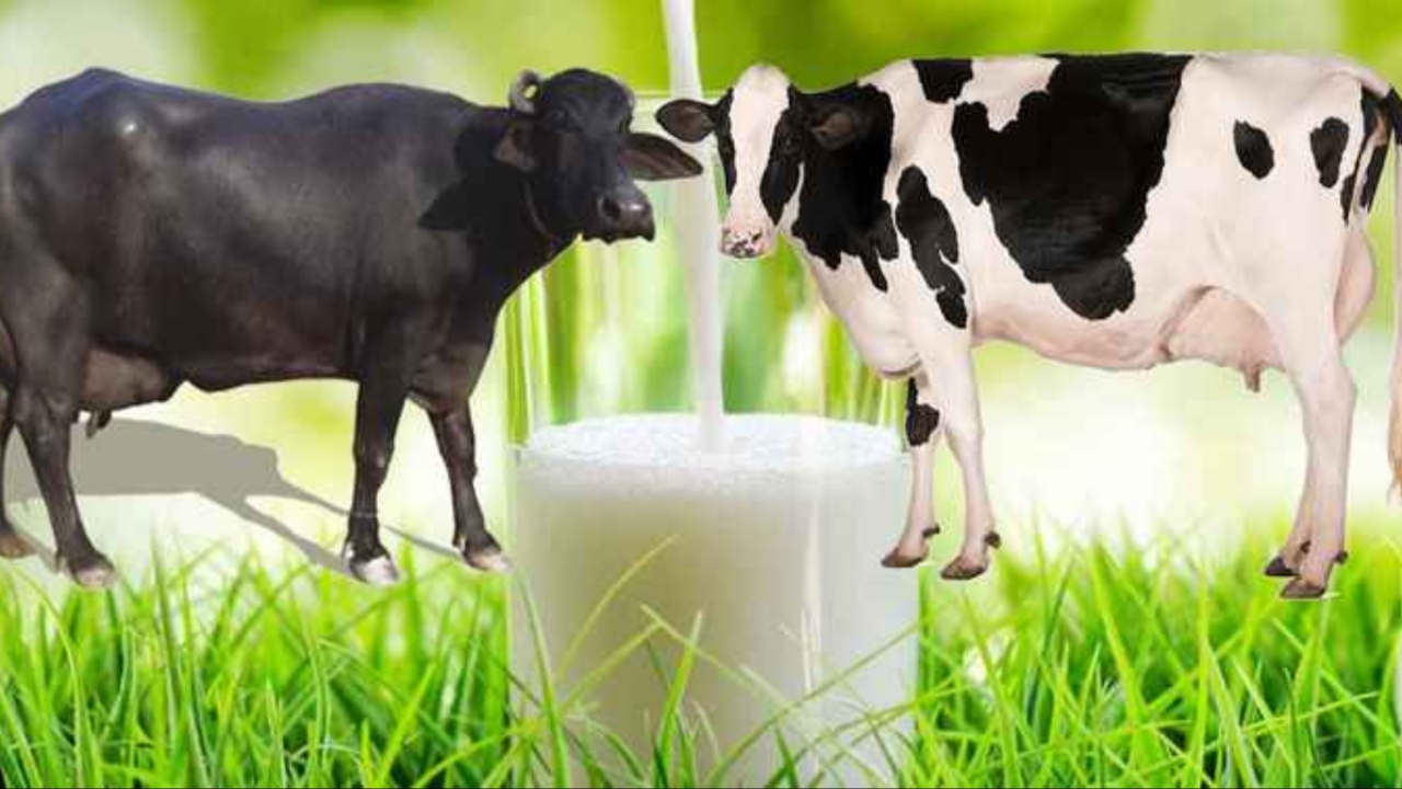 Milk Benefits