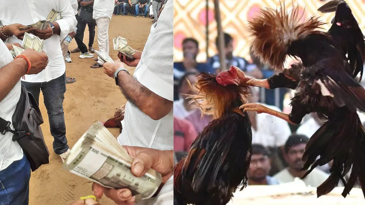 Sankranti Cockfights 2025 Andhra Pradesh Makar Sankranti 2025